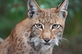 Les lynx sont très présents dans les Alpes suisses. KEYSTONE/DPA/SOEREN STACHE